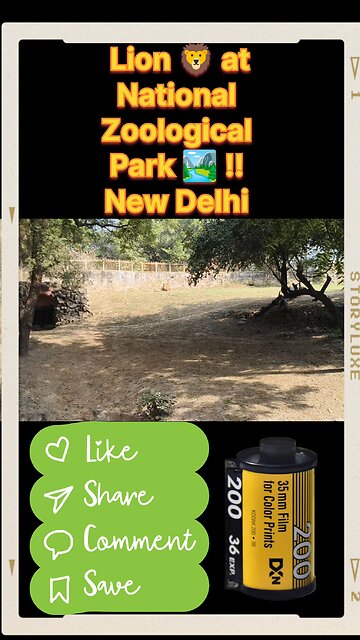 Roar into the wild with India’s real-life Simba! 🦁🇮🇳 This is the Asiatic Lion