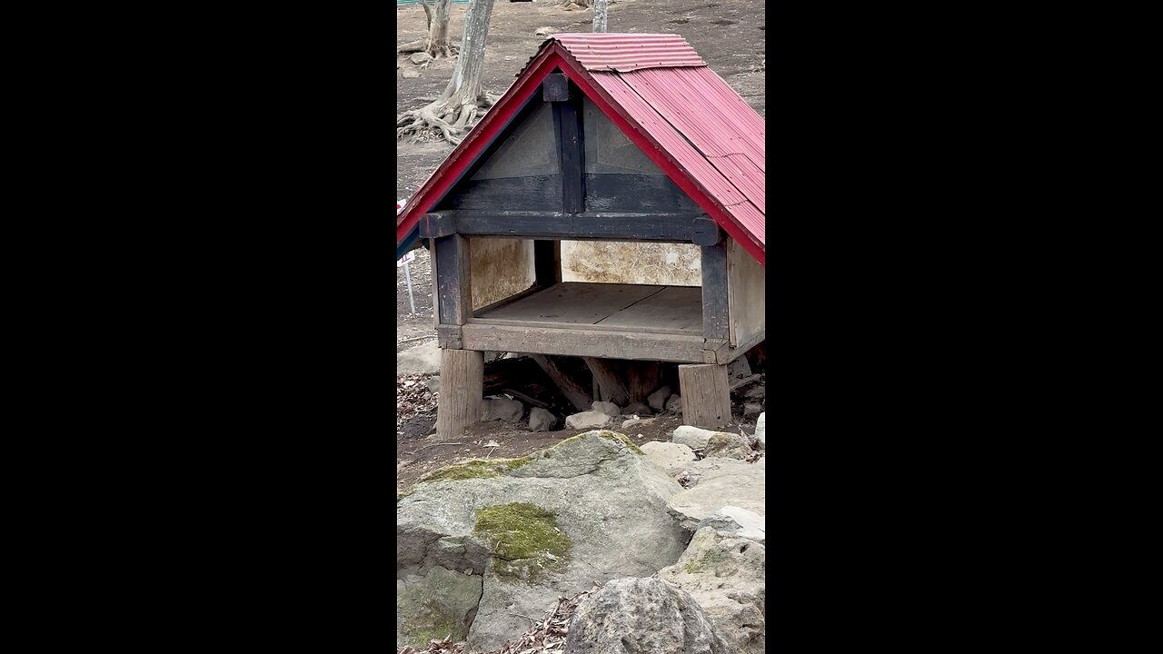 Fox making a bunch of noise in his house.