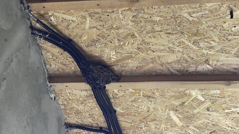 Swallows in the nest