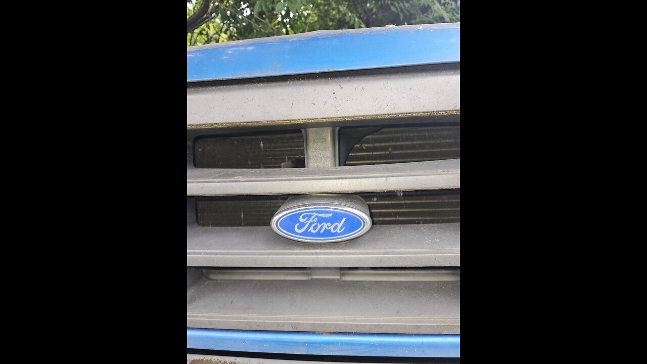 Hawk is our new neighbors