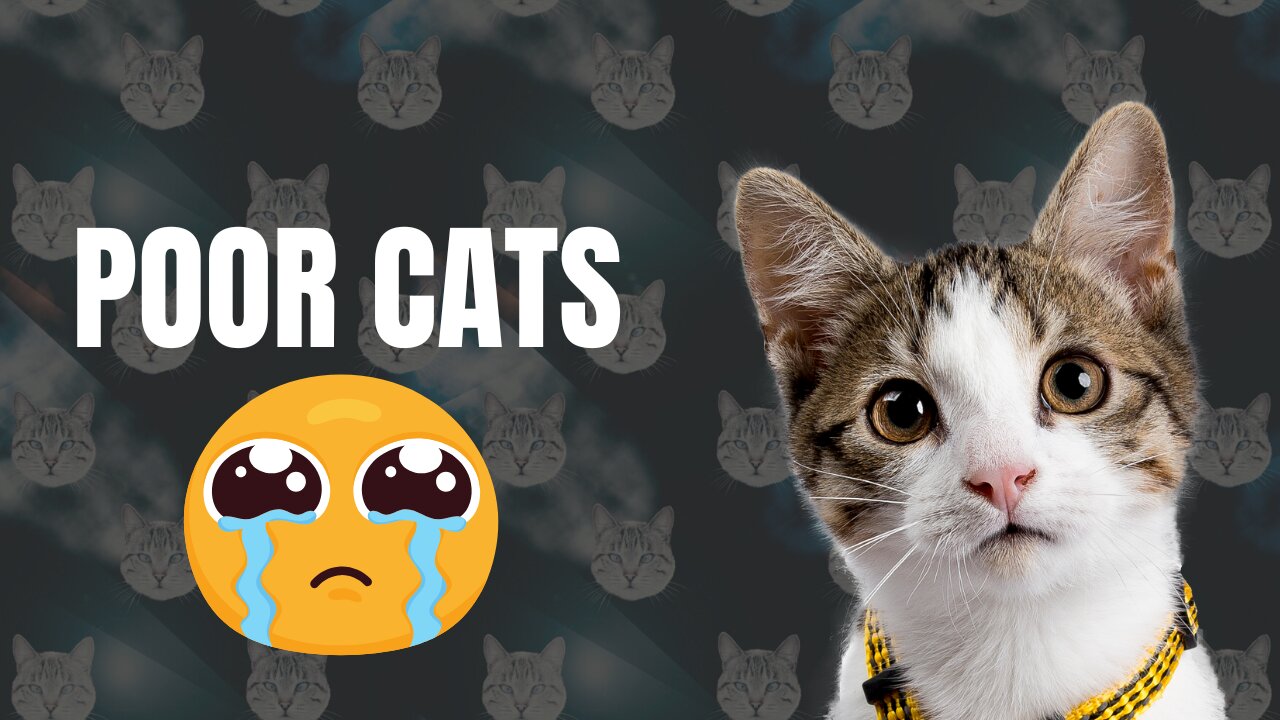 poor cat-I found a kitten on the road