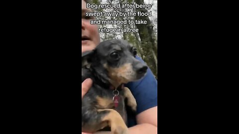 Texas Floods 2025: Woman Bravely Rescues Stranded Dog from Tree Amid Rising Waters