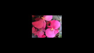 Will always love autumn flowers