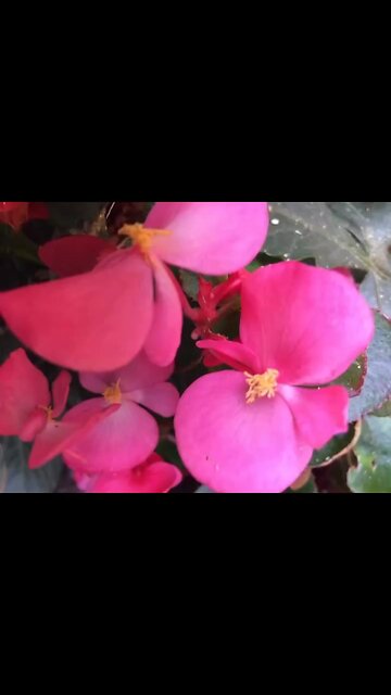 Will always love autumn flowers