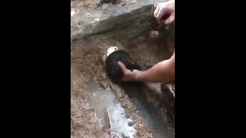 Amazing technique