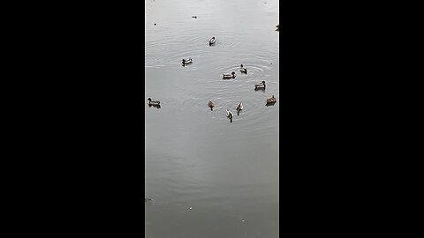 Mallard Ducks 🦆 #mallardducks #ducks #duck #swimming #shorts #viral #trending #followme #rain