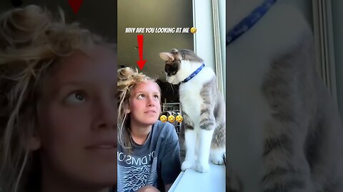 The Animals #funnyanimals #animals #pets #shorts