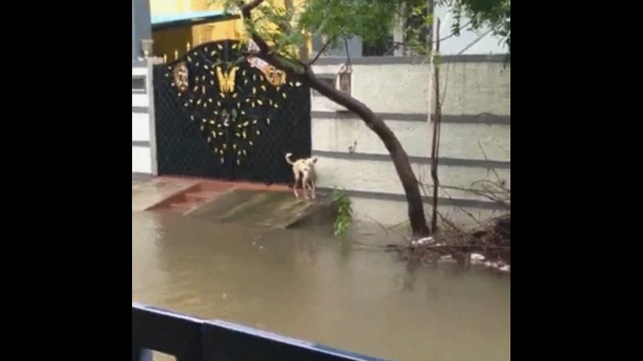 Dog looking for shelter