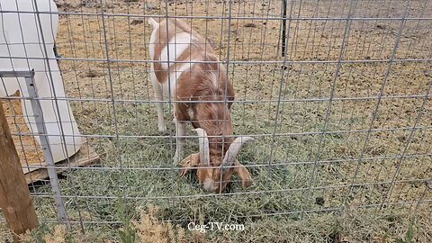 Graham Family Farm NW: 11:00 AM July 21 2025