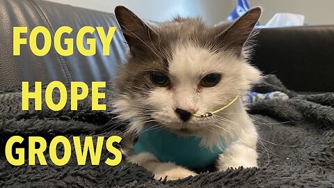 Sick Kitty ! - Foggy Day 8