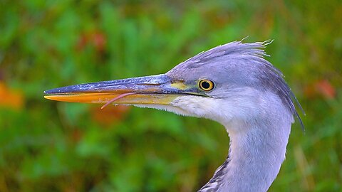 Another Close-up Portrait of the Juvenile Grey Heron