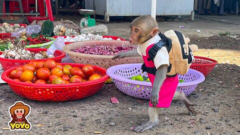 The process of monkey YiYi going to the market to buy food to help the poor piglets