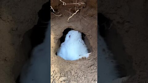 Rabbit uses both hands and mouth to expand the house. Cute pet rabbit. Cute little pet in the count