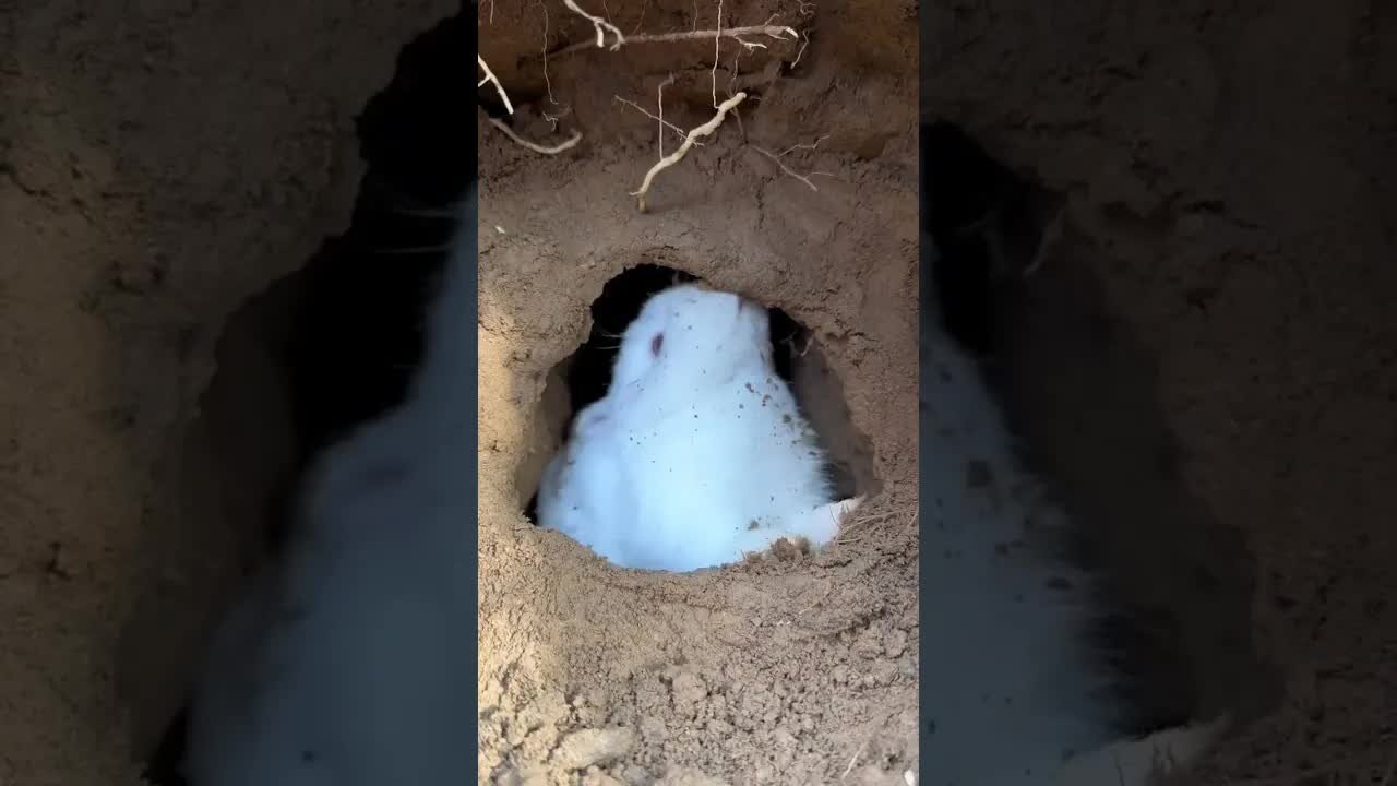 Rabbit uses both hands and mouth to expand the house. Cute pet rabbit. Cute little pet in the count