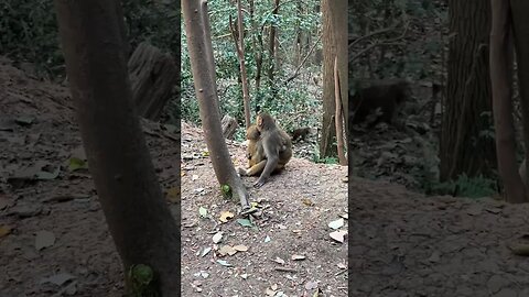 Brother takes his brother monkey