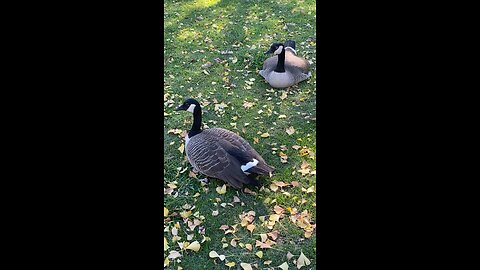 Canada Goose 🪿 #canadagoose #goose #followme #shorts #viral #trending