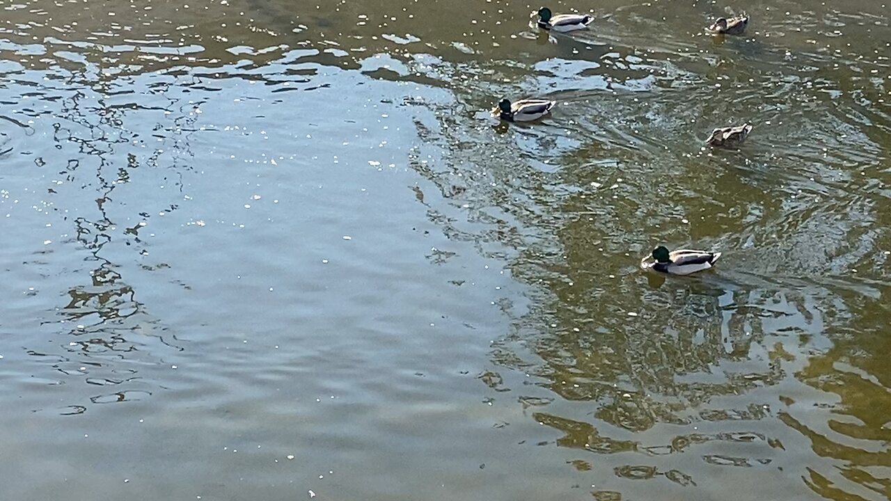 I’m recording the Mallard Ducks Today on October 21 2025