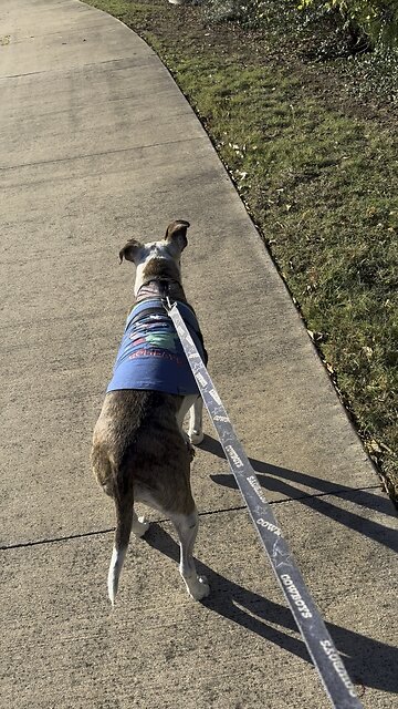 Morning walk with my girls