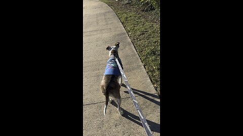 Morning walk with my girls