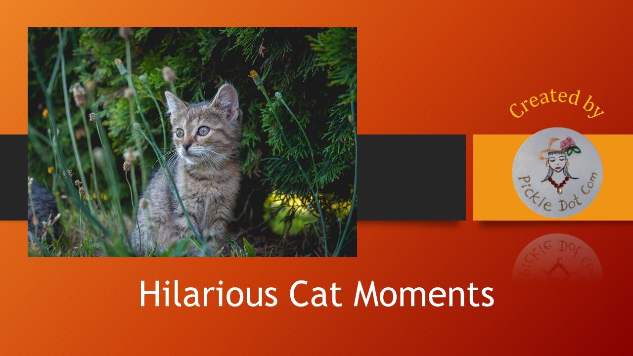 Hilarious Cat Moments | Try Not to Laugh Challenge