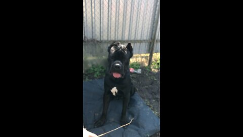 cane corso #animal #love
