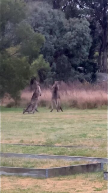 Kangaroo diaries only in Australia 🇦🇺