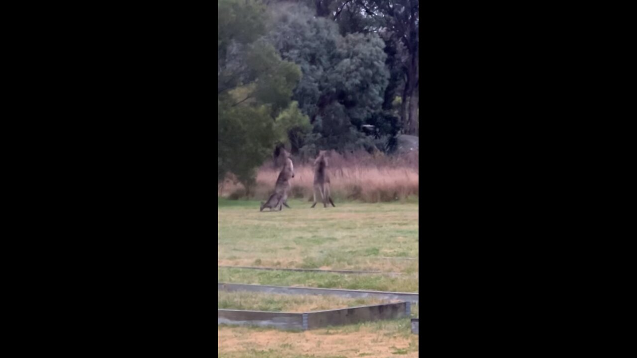 Kangaroo diaries only in Australia 🇦🇺