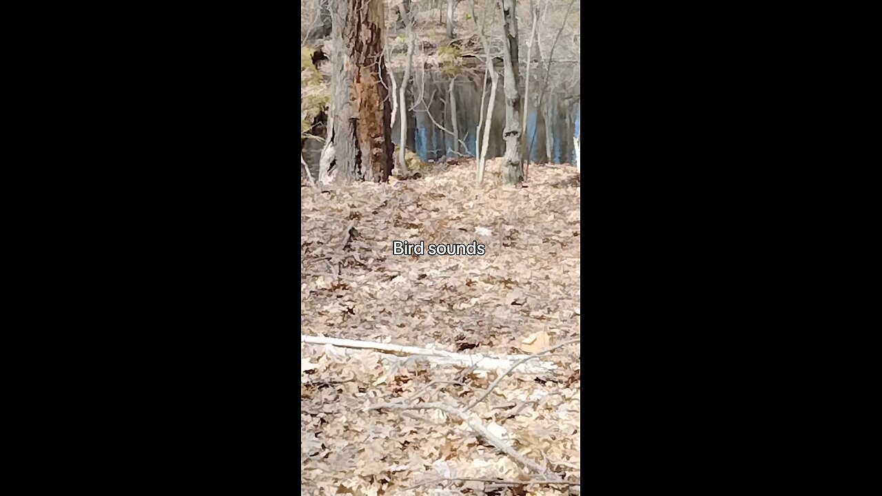 Bird Song from a Bird Sanctuary #birds #nature #forest #trail #walking #hiking