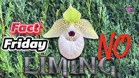 What is the TRUTH about Adding Lime to Orchid Pots | Slipper Orchids Calcium Liming #ninjaorchids