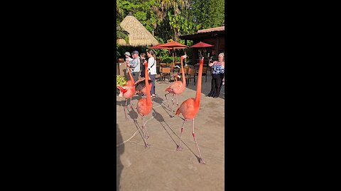 Flamingo walking patterns compared to other birds