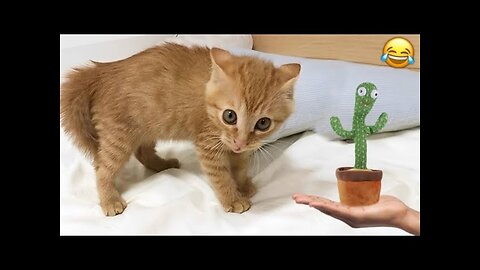 Dancing Cactus Toy Funny Cats😂 Kitty Vines
