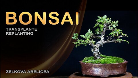 Manutenção PERFEITA de Bonsai Zelkova Para Iniciantes!