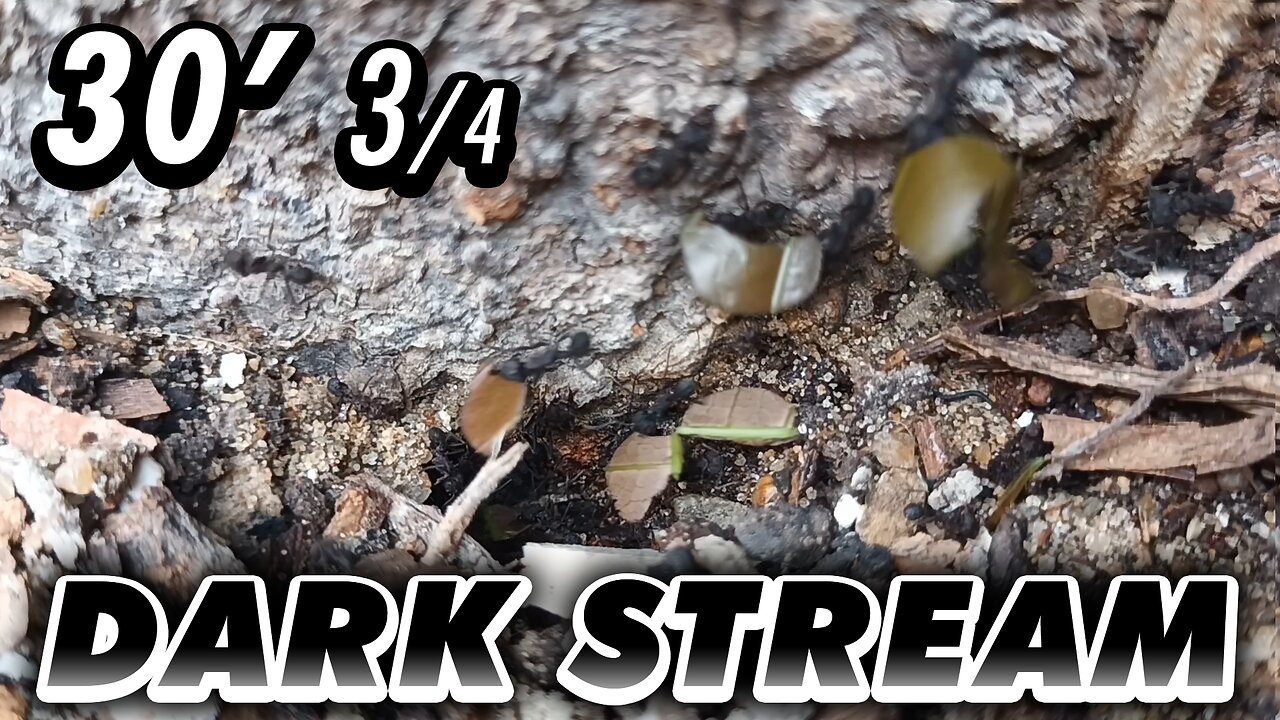 ASMR | The anthill legionaries, seen in a lively display of work day - 30' 3/4