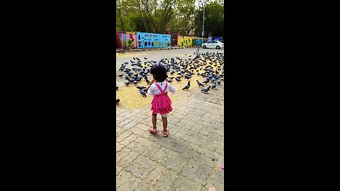 play with birds