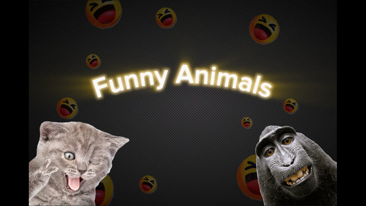 Funniest Animal Moments 😆 from the Whole Damn Kingdom