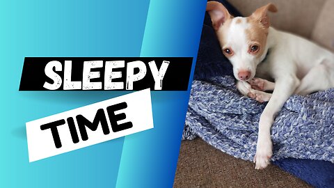Bedtime with a Silly Dog