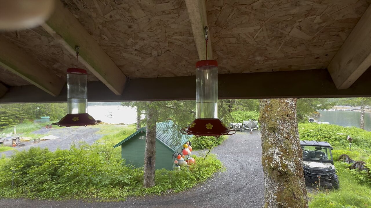 Rufous Hummingbirds