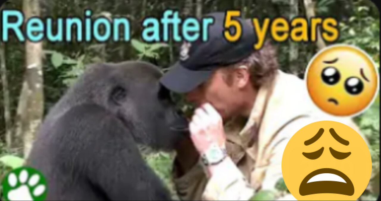 everyone warned him to not meet the gorilla he raised ❤️😟