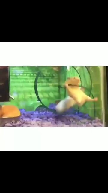 funny animal🐵🐔🐶🐷