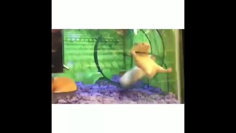 funny animal🐵🐔🐶🐷