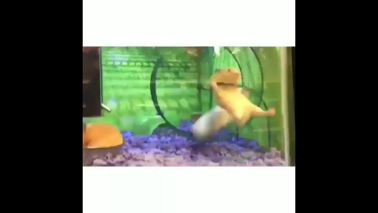 funny animal🐵🐔🐶🐷