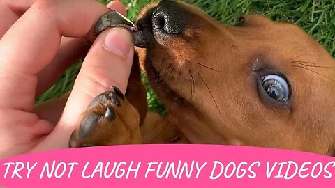 Try not to laugh Funny Instagram Dogs Videos | Cute dachshund dogs Enjoying Funny Things compilation