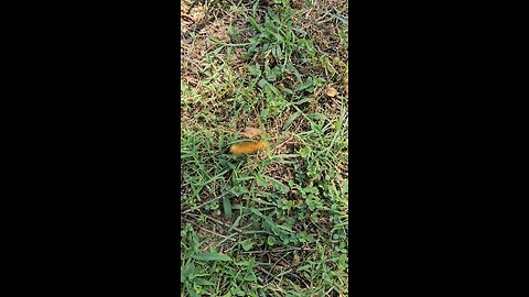 🦋🐛Guests on the move!🐛🦋