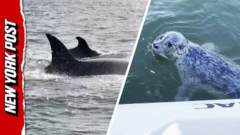 Seal JUMPS Onto Boat to Escape Orca Hunt