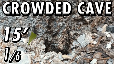 ASMR | Look at this beautiful flow of ants, in and out of the fortress of the tree - 15' 1/6