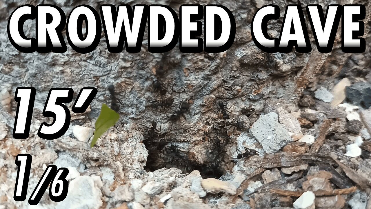 ASMR | Look at this beautiful flow of ants, in and out of the fortress of the tree - 15' 1/6