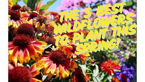 Top 5 Wildflowers to Plant This Spring for a Stunning Garden!