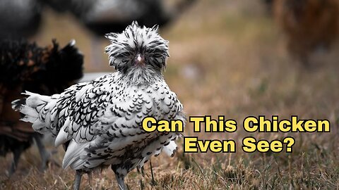 Can This Chicken Even See? The Silver Laced Polish Chicken