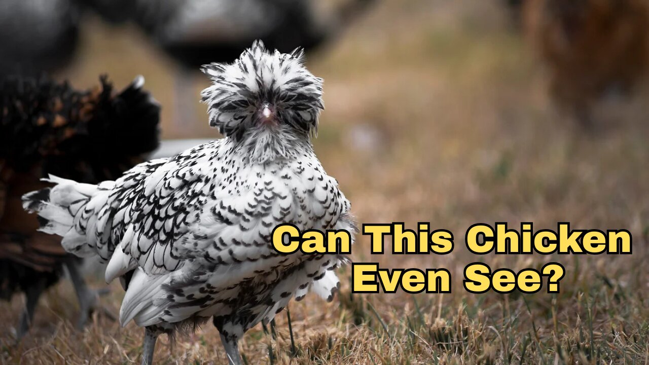 Can This Chicken Even See? The Silver Laced Polish Chicken