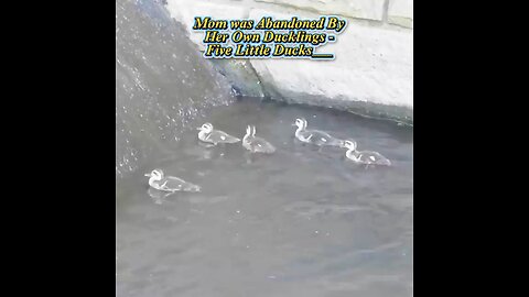 Mom was Abandoned By Her Own Ducklings || Five Little Ducks